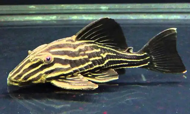 The Great Algae Eating Fish Plecostomus in Freshwater Aquariums: Gold Royal Pleco 2