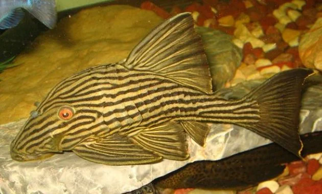 The Great Algae Eating Fish Plecostomus in Freshwater Aquariums: Gold Royal Pleco 3