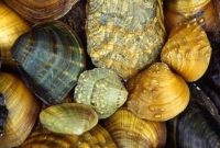 The Great Freshwater Algae Eaters For Your Fish Tank: Invasive Mussel
