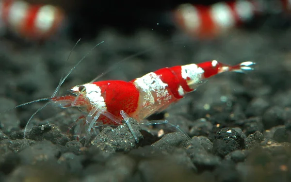 The Ideal Algae Eating Shrimp In Freshwater Aquarium: Crystal Red Shrimp