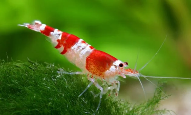 The Ideal Algae Eating Shrimp In Freshwater Aquarium: Crystal Red Shrimp 2