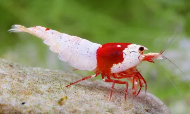 The Ideal Algae Eating Shrimp In Freshwater Aquarium: Crystal Red Shrimp 3