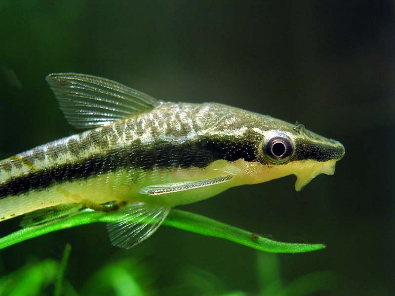 The Ideal Otocinclus Algae Eater in Freshwater Aquarium: Golden Otocinclus