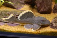 The Loyal Algae Eating Fish Plecostomus In Freshwater Aquarium: Magnum Pleco