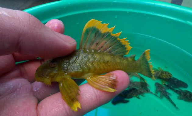 The Loyal Algae Eating Fish Plecostomus In Freshwater Aquarium: Magnum Pleco 2