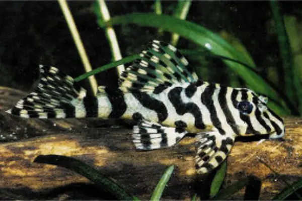 The Loyal Algae Eating Fish Plecostomus in Tropical Tank: Leopard Frog Pleco