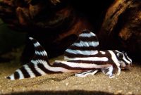 The Popular Algae Eating Fish Plecostomus in Freshwater Aquarium: Zebra Pleco