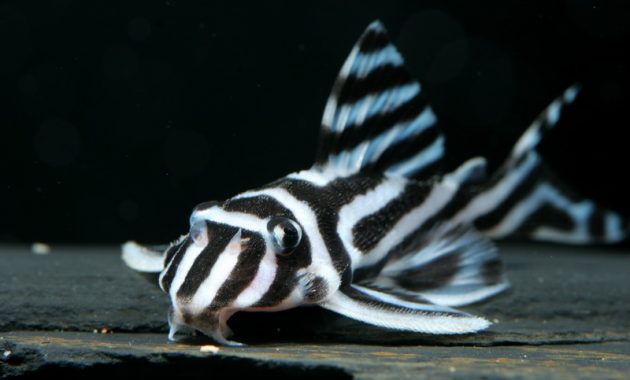 The Popular Algae Eating Fish Plecostomus in Freshwater Aquarium: Zebra Pleco 2