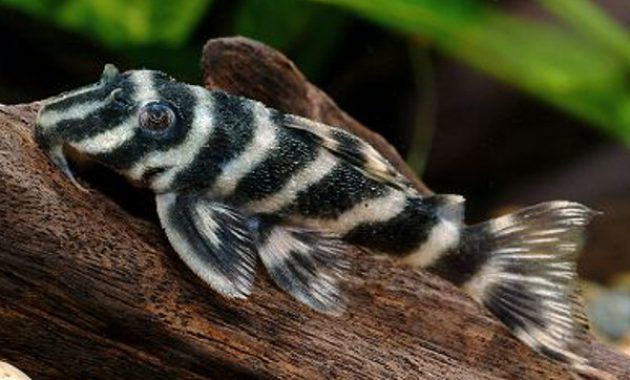 The Popular Algae Eating Fish Plecostomus in Freshwater Aquarium: Zebra Pleco 3