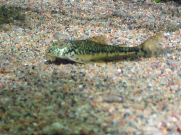 Type Of Algae Eaters Pitbull Pleco Fish