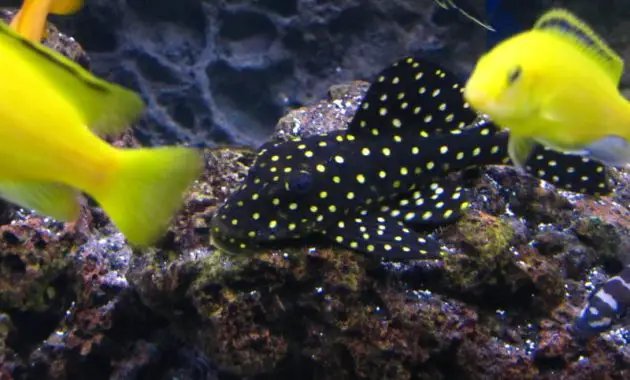 A Unique Algae Eating Fish Plecostomus: Snowball Pleco 3