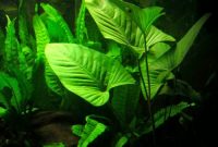 Plant for Low Tech Planted Tank Lighting ANUBIAS GRACILIS