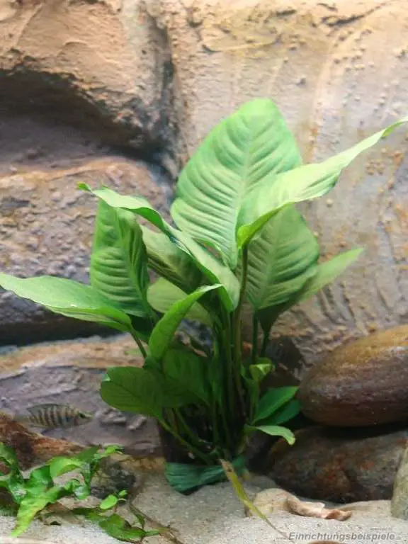 Best Low Maintenance Fish Tank Plants Anubias Heterophylla