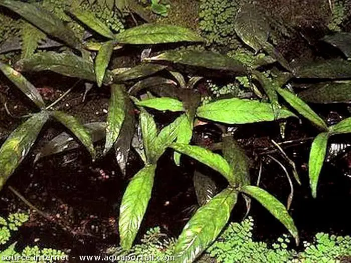 Inside Plants Low Light Anubias Pynaertii