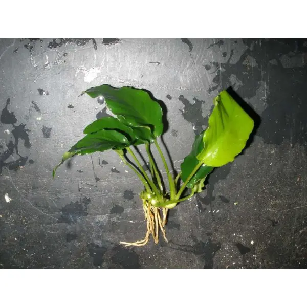 Plants In Tropical Rainforest River Anubias Barteri Var. Nana Wrinkle Leaf
