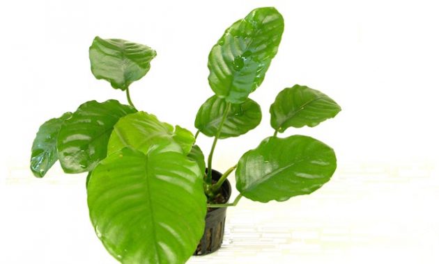 Plants In Tropical Rainforest River Anubias Barteri Var. Nana Wrinkle Leaf