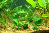 Plants That Can Grow In Water Anubias Frazeri