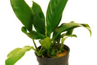 Plants That Grow in Water and Rocks Anubias Lanceolata