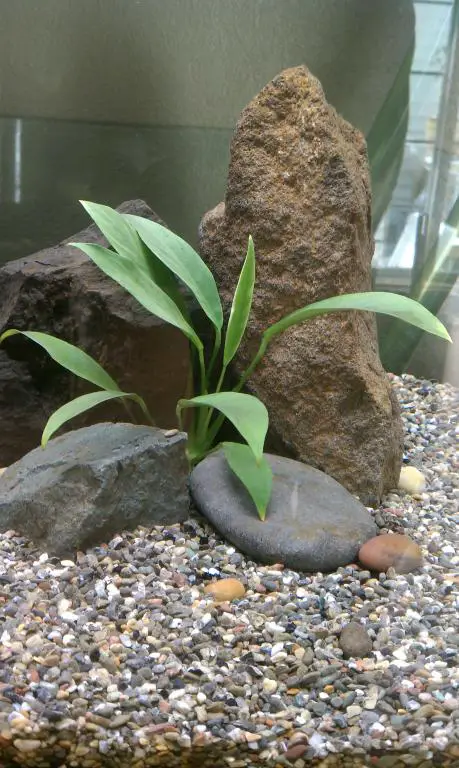 Plants That Grow in Water and Rocks Anubias Lanceolata