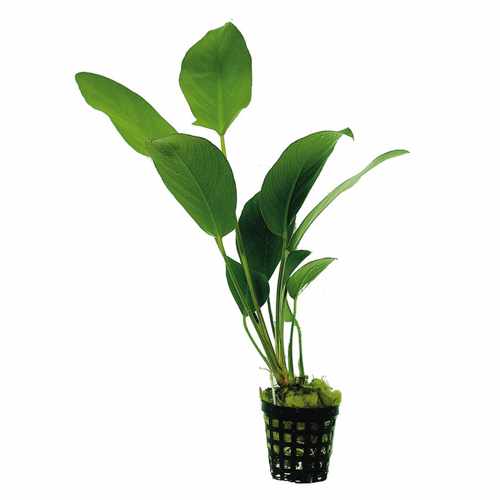 What Plants Can I Put In My Fish Tank Anubias Hastifolia