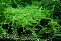 Aquatic Plants For Aquariums Extremely Rare and Exotic Queen Moss or Hydropogonella Gymnostoma