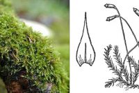 Easy Grow Aquarium Plants Moss Amblystegium Serpens or Nano Moss