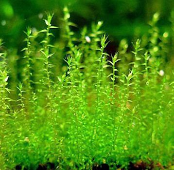 Easy Grow Aquarium Plants Moss Amblystegium Serpens or Nano Moss
