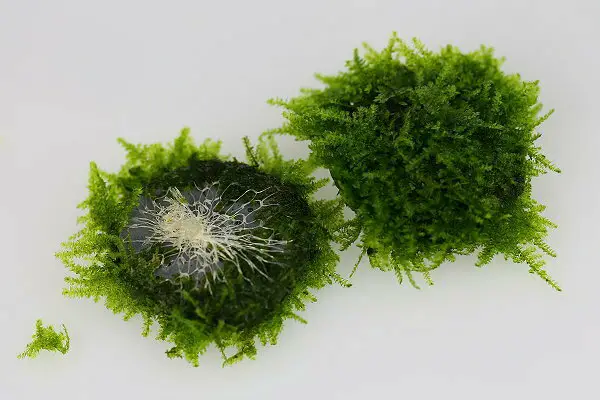 Fast Growing Aquarium Moss Plants Taxiphyllum Alternans Called Taiwan Moss