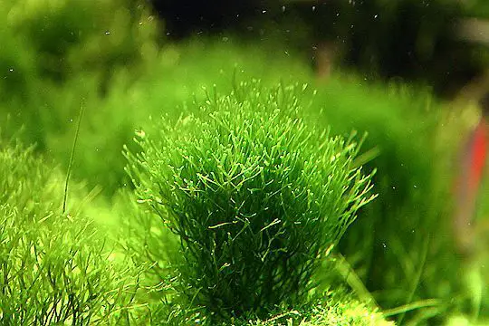 Fast Growing Carpet Plants Aquarium Riccia Fluitans or Crystalwort Moss