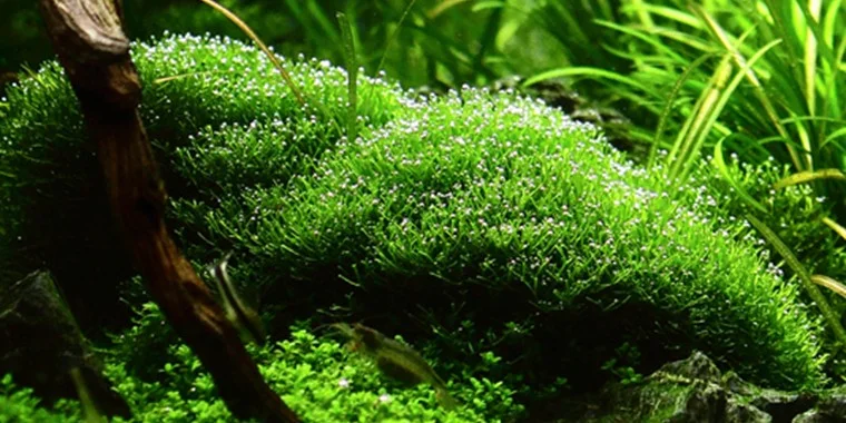 Fast Growing Carpet Plants Aquarium Riccia Fluitans or Crystalwort Moss