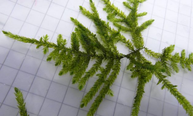 Fast Growing Freshwater Aquarium Plants Spiky Moss Or Taxiphyllum sp