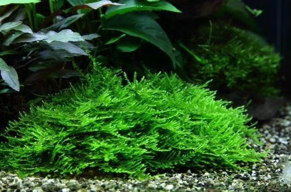 Fast Growing Freshwater Aquarium Plants Spiky Moss Or Taxiphyllum sp