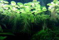 Floating Freshwater Aquarium Plants Salvinia Natans or Called Floating Fern