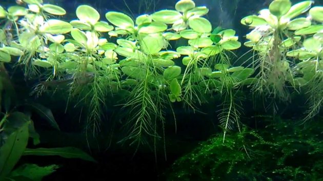 Floating Freshwater Aquarium Plants Salvinia Natans or Called Floating Fern