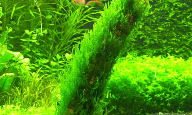 Freshwater Aquarium Plants Guide Carrying and Identification Taxiphyllum SP Or Flame Moss