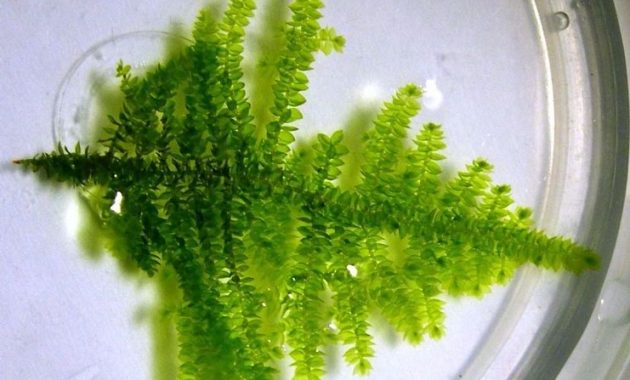 Low Maintenance Aquarium Plants Triangle Moss or Vesicularia Sp Filicinum