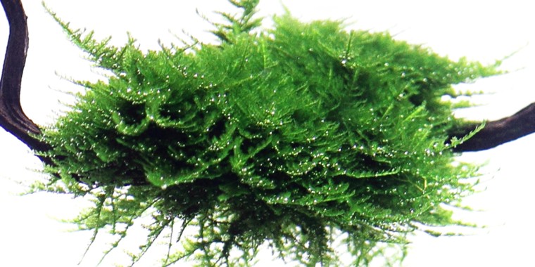 Most Popular Aquarium Plants Vesicularia Montagnei or Christmas Moss (Xmas Moss)