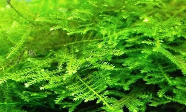 Most Popular Aquarium Plants Vesicularia Montagnei or Christmas Moss (Xmas Moss)