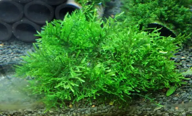 Rare and Exotic Low Tech Aquarium Plants Peacock Moss or Taxiphyllum sp