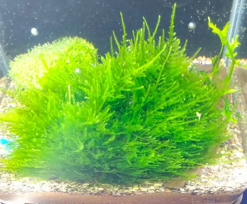 Rare and Exotic Low Tech Aquarium Plants Peacock Moss or Taxiphyllum sp