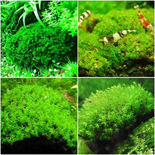 Foreground Plants for Aquarium Hyophila Involuta or Star Moss or Cement Moss