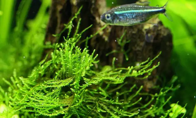 Best Live Plants for Freshwater Aquarium Rare and Exotic Isopterygium Sp. or Mini Taiwan Moss