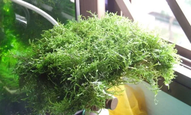 Best Live Plants for Freshwater Aquarium Rare and Exotic Isopterygium Sp. or Mini Taiwan Moss