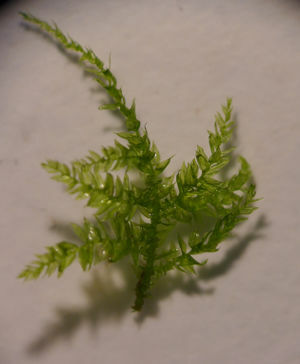 Low Light Freshwater Aquarium Plants for Nano Tanks Leptodictyum Riparium or Streamside Leptodictyum Moss