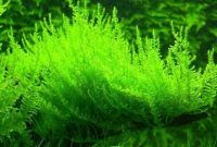 Low Light Tropical Plants For Nano Tank Vesicularia Reticulata or Called Erect Moss