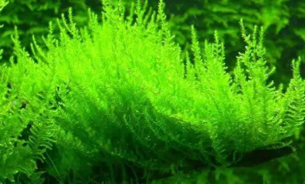 Low Light Tropical Plants For Nano Tank Vesicularia Reticulata or Called Erect Moss