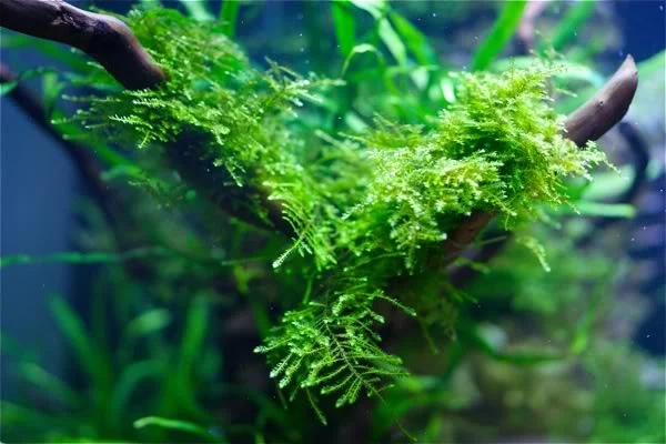 The Best Carpet Plants for Aquarium With Large Style Anchor Moss (Vesicularia Sp) RARE AQUARIUM MOSS PLANT