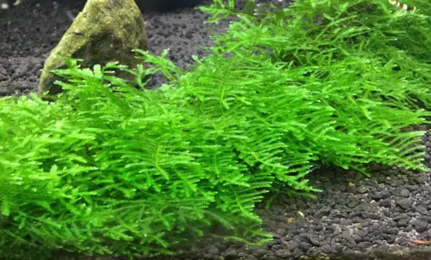 The Best Carpet Plants for Aquarium With Large Style Aquariums Anchor Moss (Vesicularia Sp) RARE AQUARIUM MOSS PLANT
