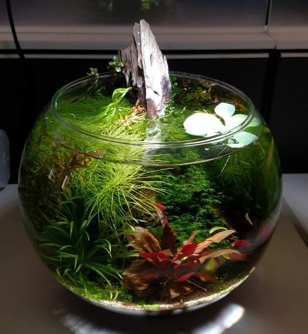 45 Nano Planted Tank Design Inspirations to Displayed at the Office, Rooms, and Living Room That Will Eliminate Your High Stress 12
