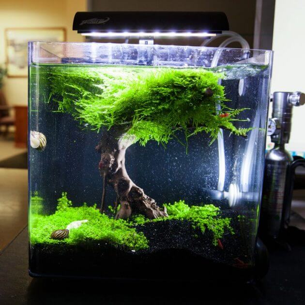 45 Nano Planted Tank Design Inspirations to Displayed at the Office, Rooms, and Living Room That Will Eliminate Your High Stress